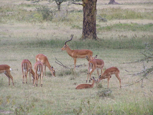 Female Thompsons Gazelle and a male