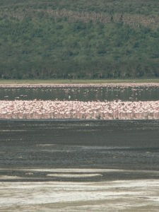 Sea of pink and white