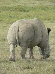 Rhino Bum