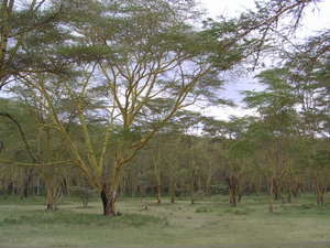 Beautiful Acacia Forest