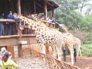 Giraffe Centre: African Fund For Endangered Wildlife