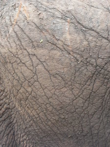 Elephant skin, very rough