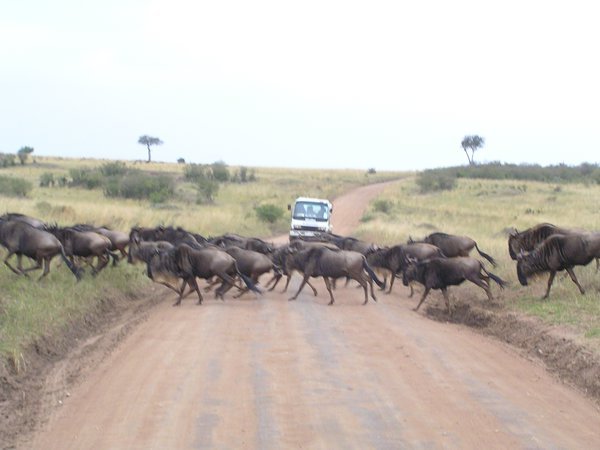 The wildebeest are on the move