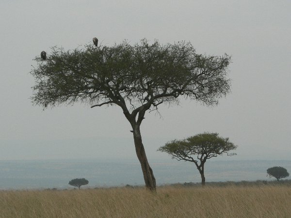 My favourite tree: Acacia