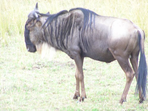 Wildebeest, people think they are ugly and stupid but i loved them, at times they were hilarious to watch