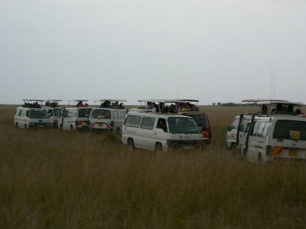 And here we have the most popular species in the whole of Maasai Mara Reserve
