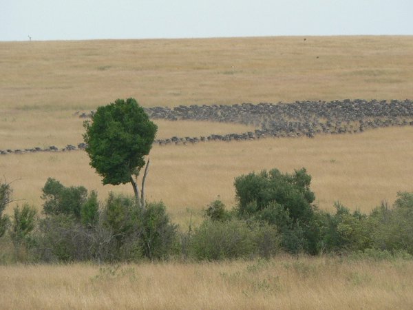 The Wildebeest in their migration
