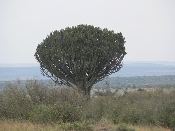 An African cactus tree