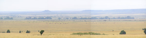 Masai Mara panoramic