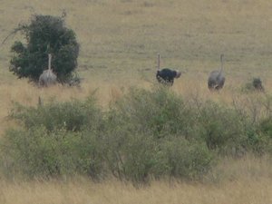Male (black) and female (grey) Ostrich (Struthio camelus)