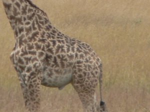 The distinct pattern of the Maasai Giraffe