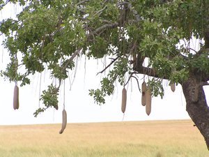 The sausage tree