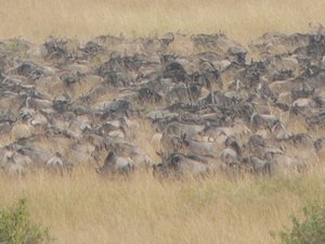 Close up of the Wildebeest chasing their tales!