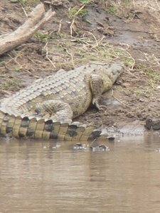 The river is shared with the croc's too