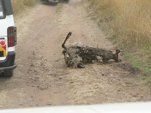 A dead Wildebeest