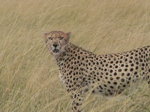 My first Cheetah