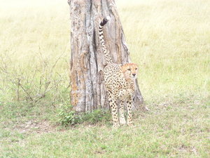 Cheetah marking its territory