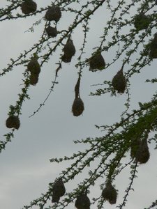 A tree with some bird nests in it