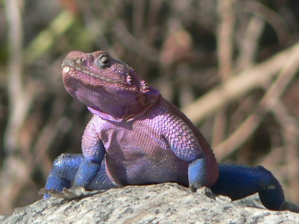 An extra close up of an Agama Lizard