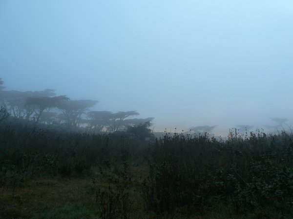 The mystic fog