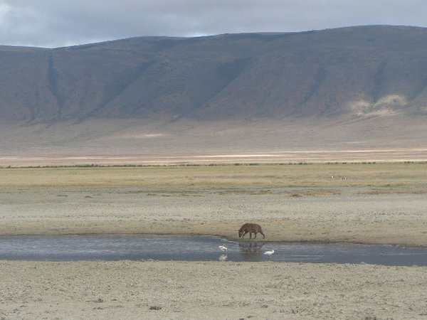 Hyena hanging out by the water