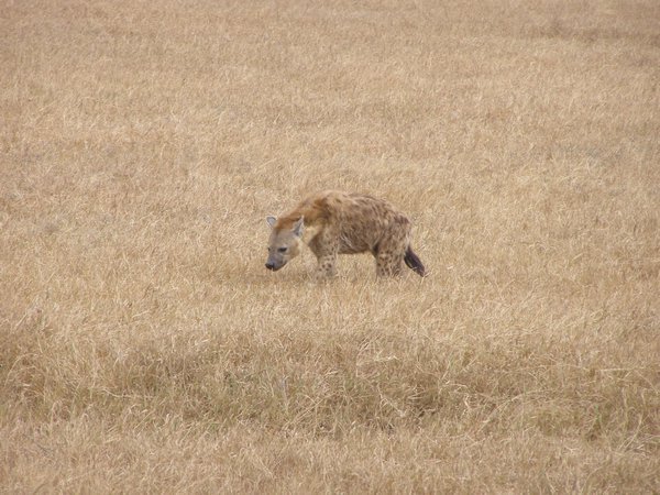 Another hyena