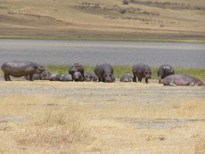 hippos in the crater