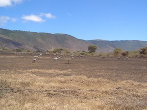 burnt area of the crater with some zebras hanging out