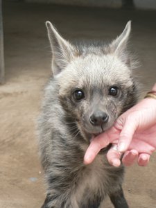 The cute baby Striped Hyena