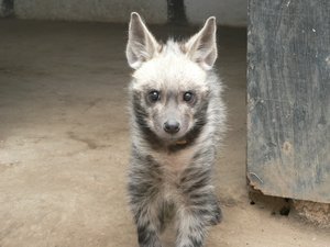 Who says hyenas are ugly again?