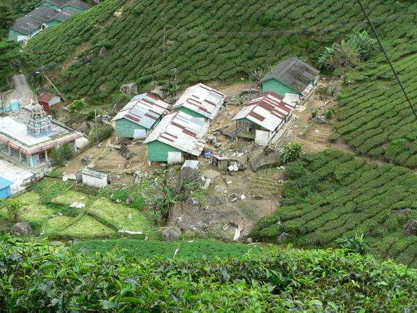 This is where the tea pickers live. 