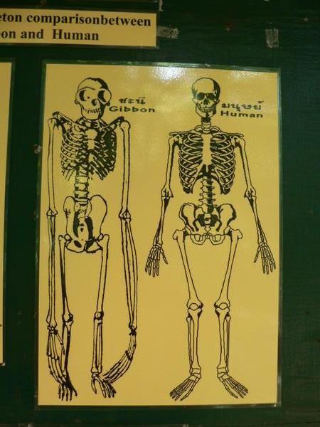 Skeletal comparison between Gibbons and Humans