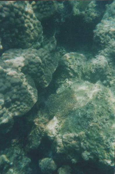 Some of the coral