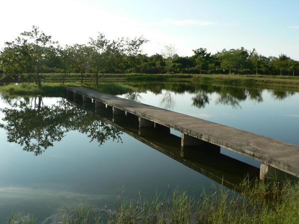 Pond for walking meditation yet again