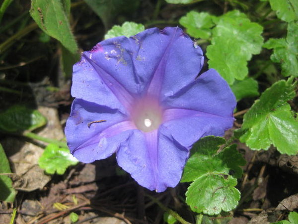 Flower2