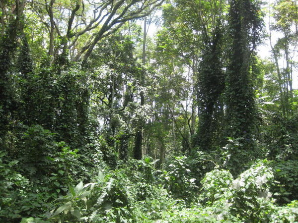 More Rainforest