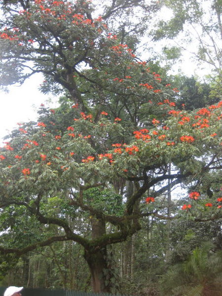 Indigenious tree of Kakamega