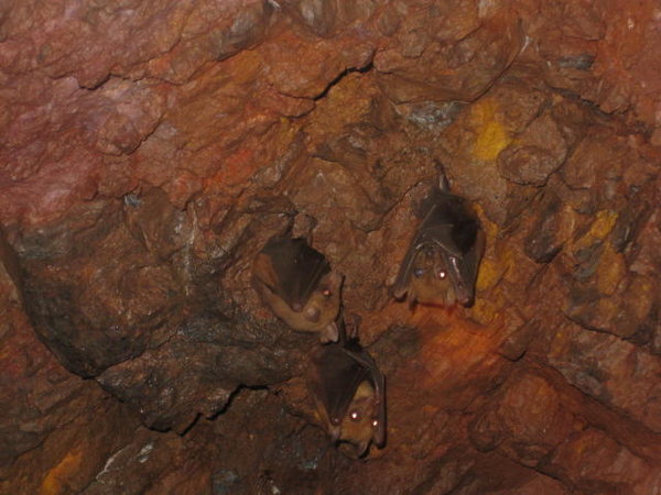 Scary Bats!
