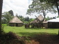Houses near the Rainforest