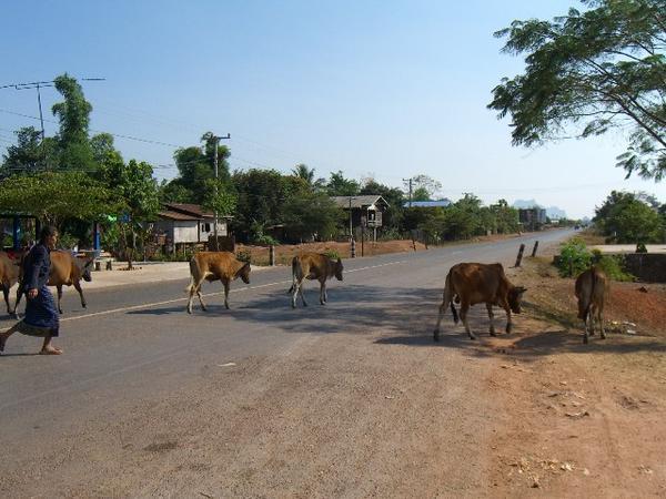 Herd of Cows crossing the road