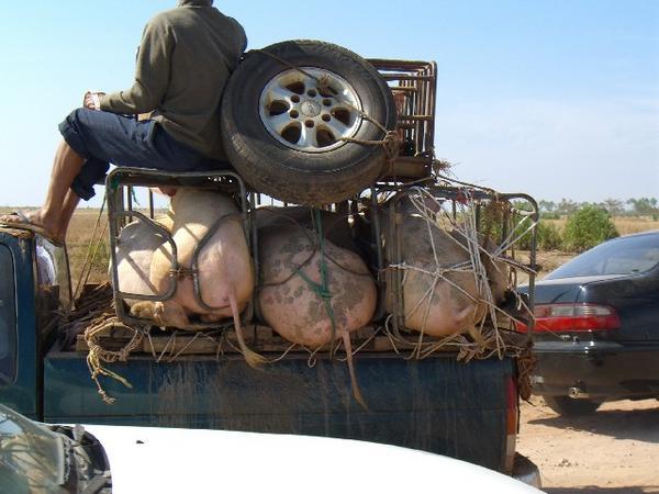 Pigs off to market