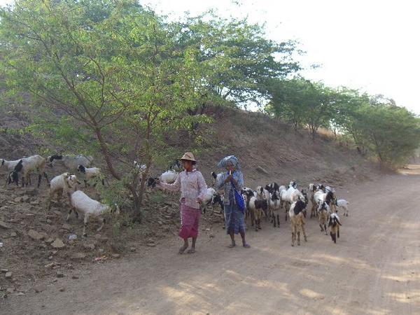 Goat Herders