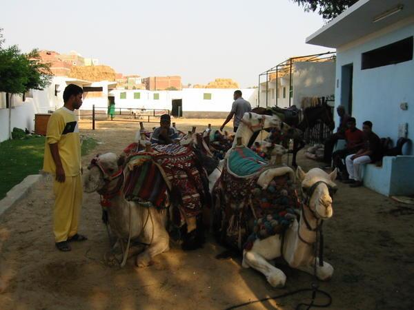 Camels before the ride