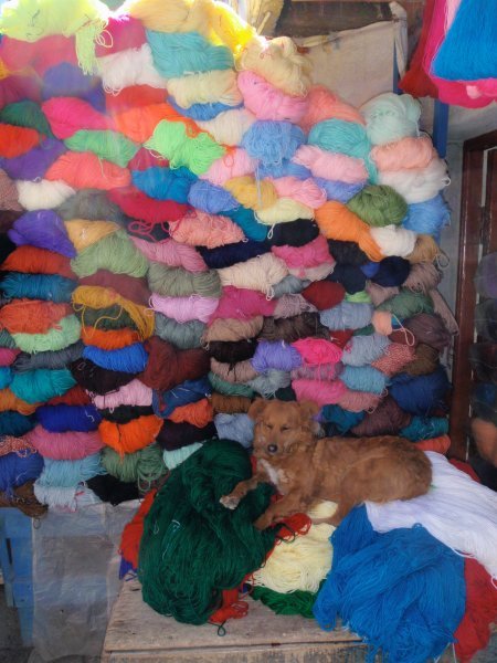 Dog in front of lots of yarn