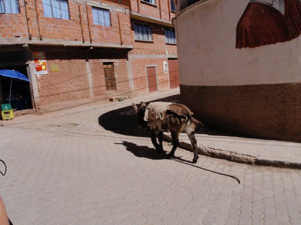 First sight of the city - a running donkey