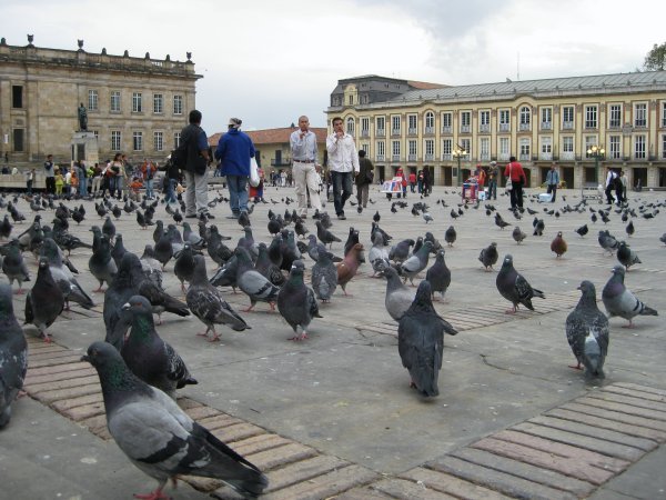 Pigeons on main square