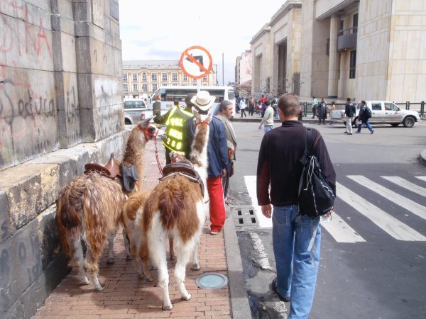 Llamas off the main square