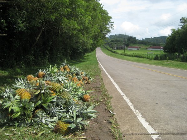 Pineapples for sale along the main road