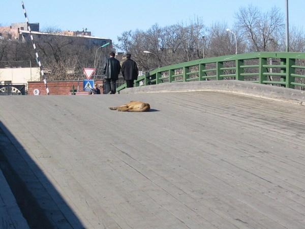 This dag lay in the road even while trucks drove over it