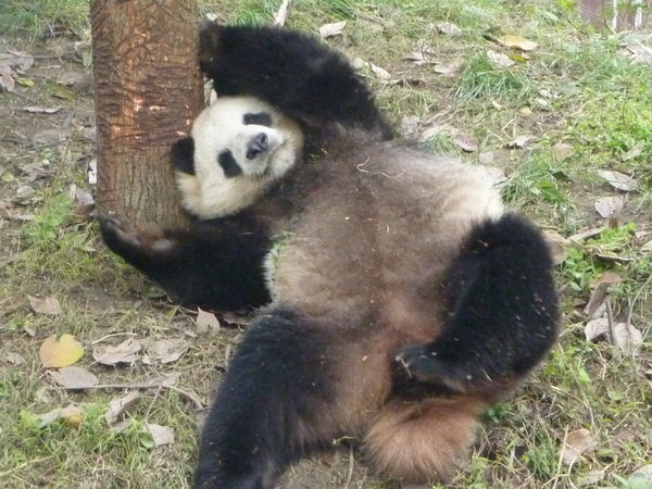 One more panda